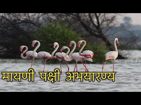 मायणी महाराष्ट्रातील एक महत्त्वाचे अभयारण्य|मायणी पक्षी अभयारण्य सातारा|Mayani Bird sanctuary Satara