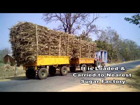 Documentary on Procedure Involved in Manufacture of Sugar and Working of Sugar Industry