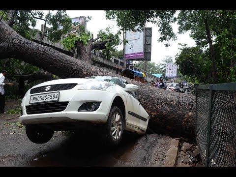  The Huge Tree Suddenly Fell on A Road Due to This Our Odc Consignment Held For two days
