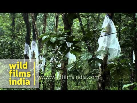 Rubber cultivation in Kerala, India