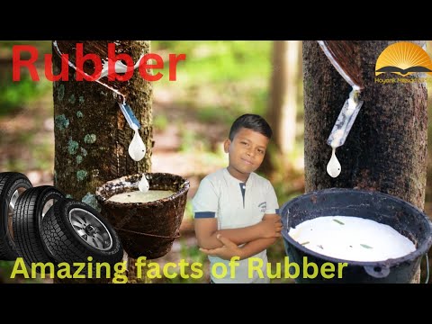 Rubber | WHAT Is RUBBER? | Learning Videos | Hoyank | Facts Of Rubber #rubber #plastic #upsc #facts