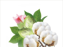 cotton